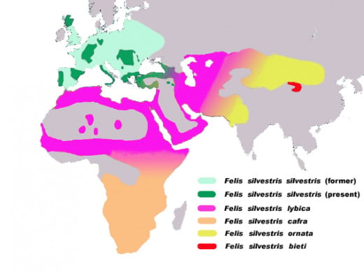 Map of Felis silvestris subspecies, according to a DNA analysis published in Science (29 june 2007) : « The Near Eastern Origin of Cat Domestication »