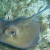 Ray Fish Ray Fish