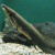 Australian Lungfish Australian Lungfish