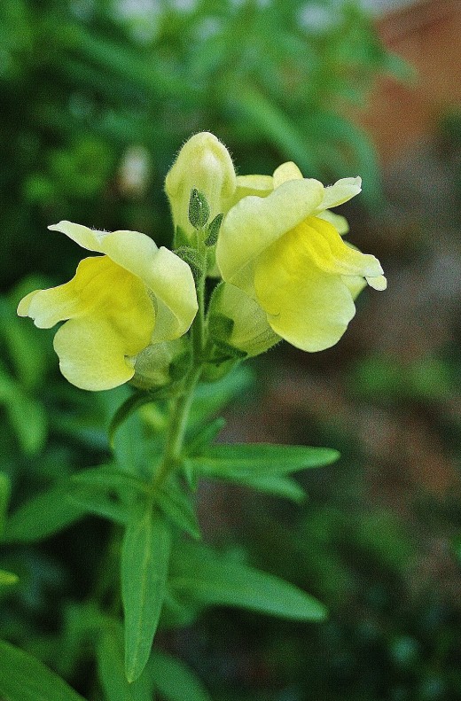 Snapdragons can be directly sown outdoors in warm climates in February.