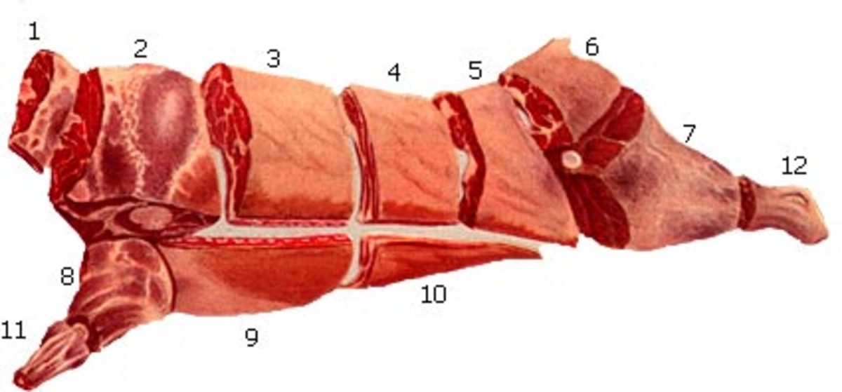 Diagram of How to Butcher a Beef Cow | HubPages