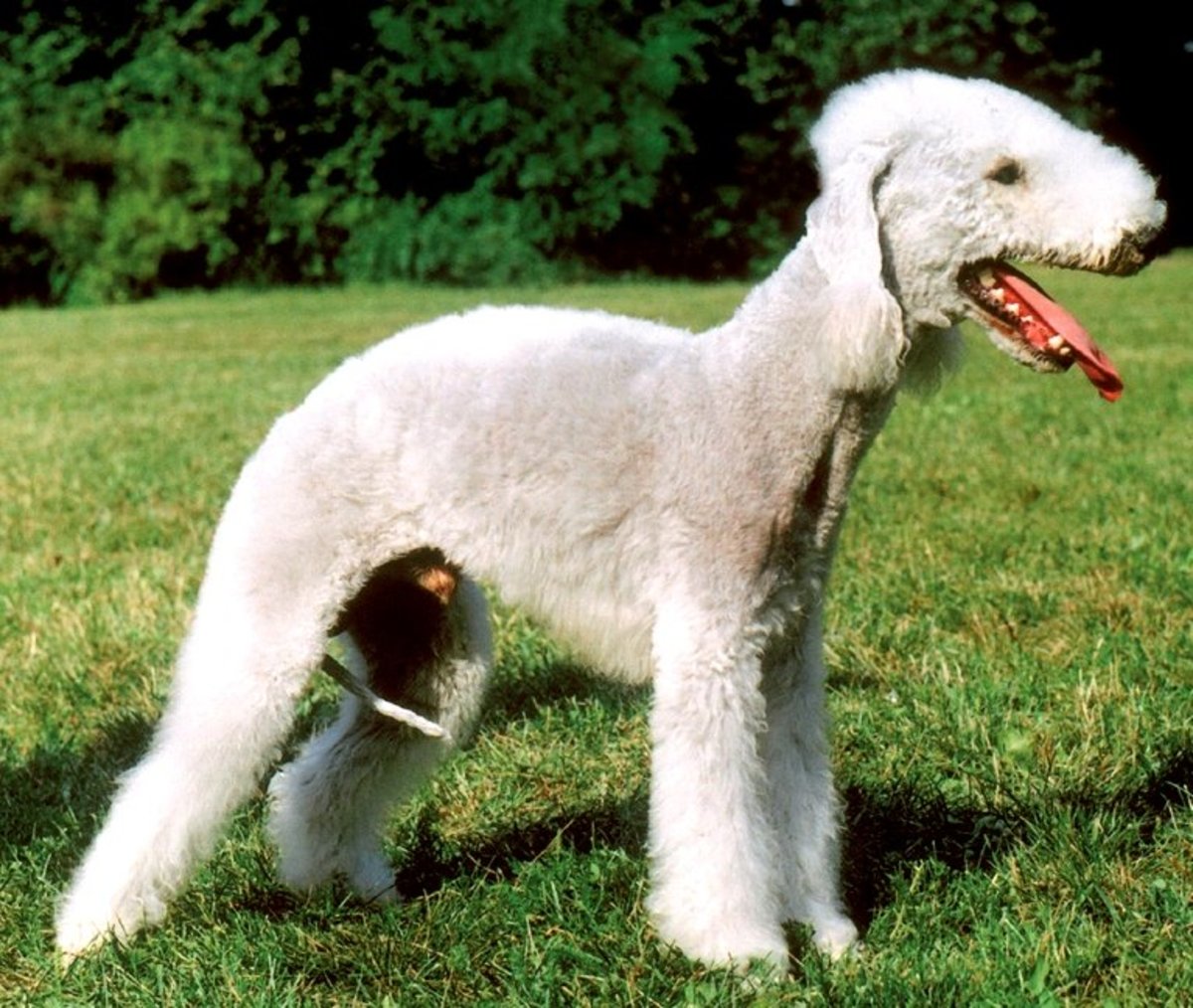 As 10 raças de cães mais feias do mundo
