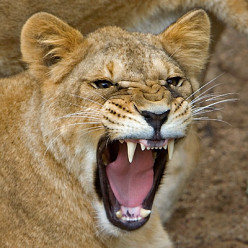Victory Of A Lioness