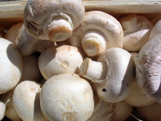 Common white mushroom, Agaricus bisporus, one of the more common edible varieties.