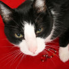 Getsavvy profile image