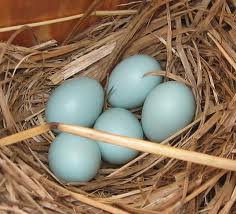 Bluebird eggs resting in a nest of dried grass.