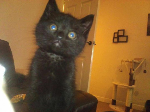 My kitten pepper