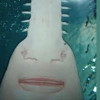 Sawfishlagoon profile image