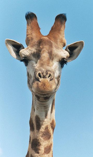 Giraffes are not endangered, but need conservation efforts to protect them.