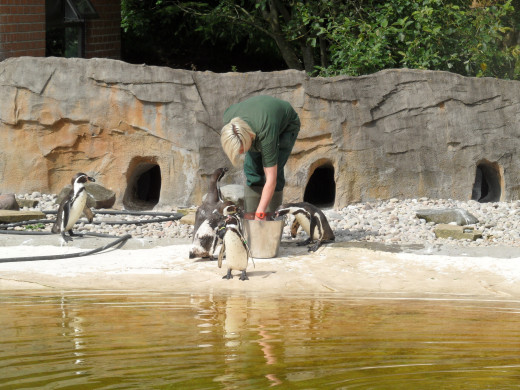 Penguins at feeding time