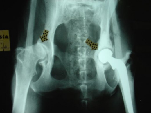 Dog Arthritis X-Rays