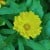 Calendula (pot marigold) can be sown outdoors in late winter in Zones 7-10.