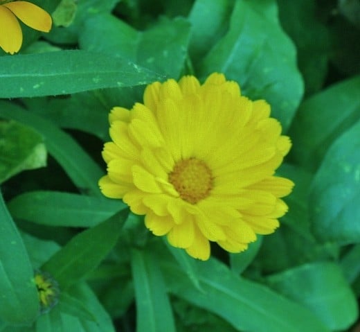 Calendula (pot marigold) can be sown outdoors in late winter in Zones 7-10.