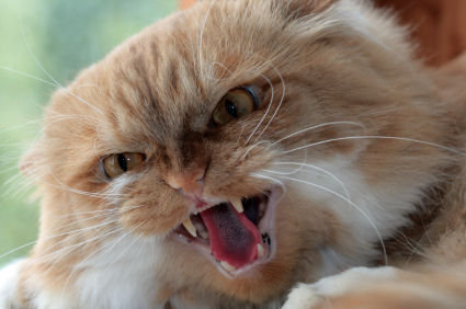 A stressed out cat.