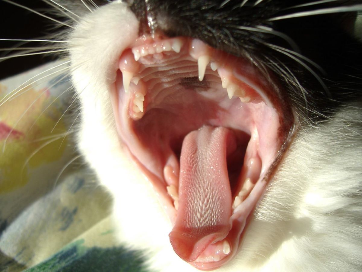 Common Questions About Cat Health Tongue Color, Sneezing, and More