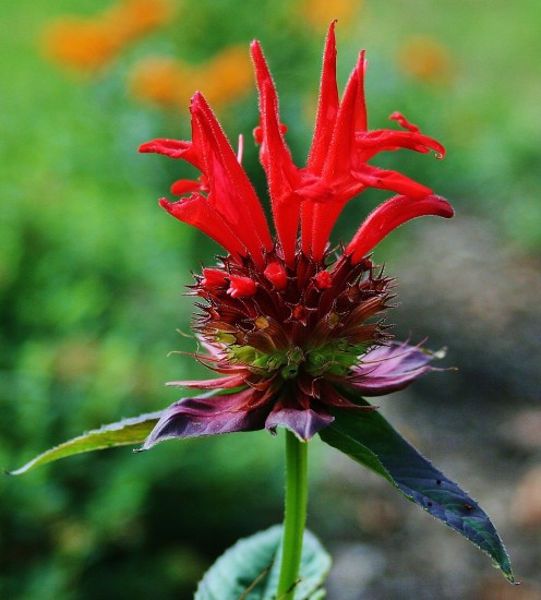 Monarda didyma (beebalm) is also native to MD and many other states.