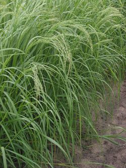 Figure 2. Teff, a grain which could be eaten when you have a gluten allergy!