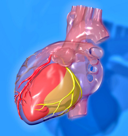 Human Heart by medical illustrator