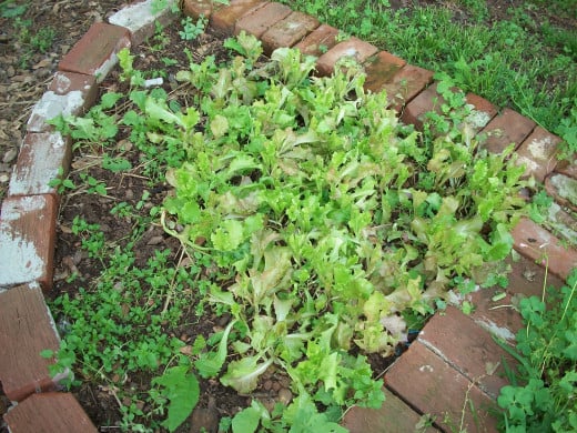 Lettuce was a prolific crop during our mild winter 