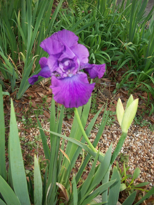 Purple Iris blooming in early February in Georgia