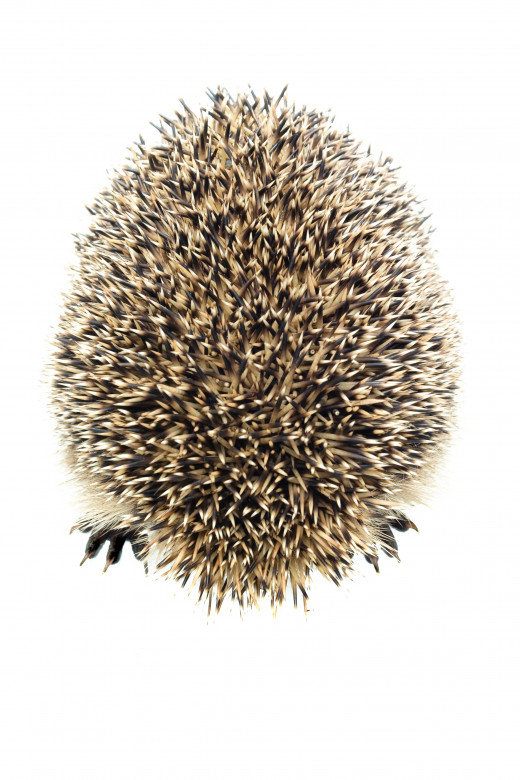 HEDGEHOG by Marmeladik  DESCRIPTIONHedgehog on a white background 