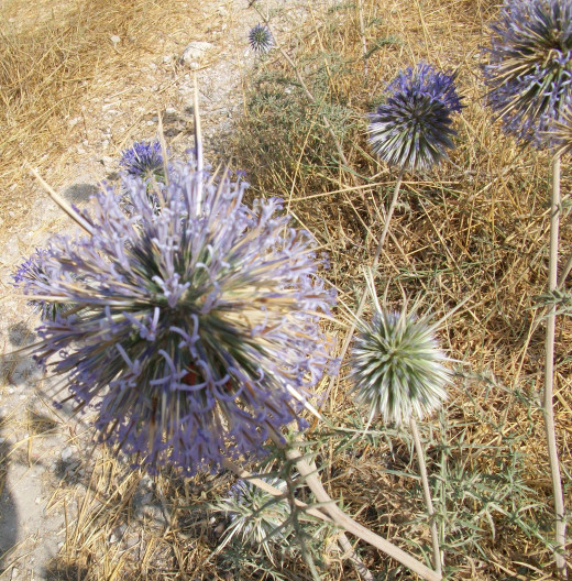 Since we were there in the summer, these globe thistles were just about the only flowers, but in spring the hillsides are covered.