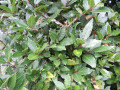 How to use garden herbs for home remedies, and how to make herbal tea