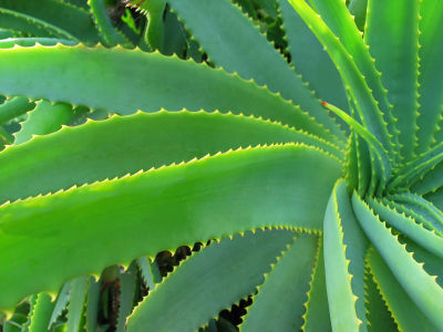 Aloe Vera has been known as the 'miracle plant' because of the wide array of ailments it can treat.