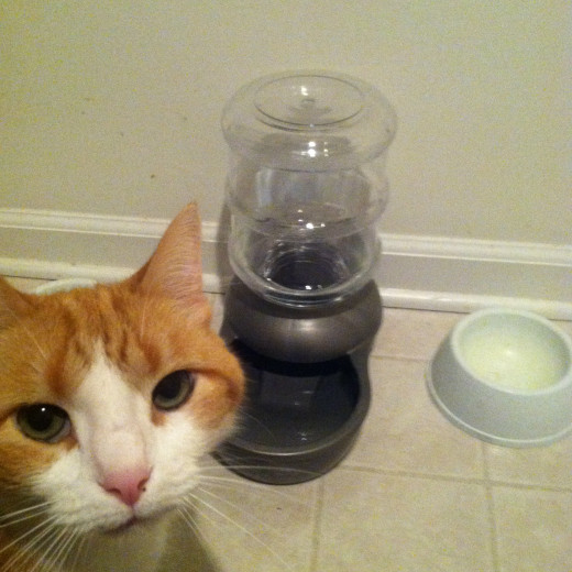 Best Cleaning Products for Cat Owners