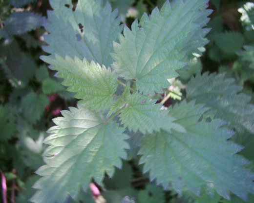 Nettle (Urtica dioica) Photo by Steve Andrews