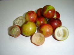 Camu Camu the Superfood Berry From the Amazon