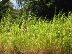 Biofuel Research - A Boost for Renewable Energy in Hawaii