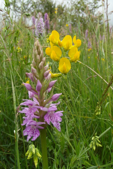 Meadow vetchling and Common spotted orchid