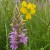 Meadow vetchling and Common spotted orchid Meadow vetchling and Common spotted orchid