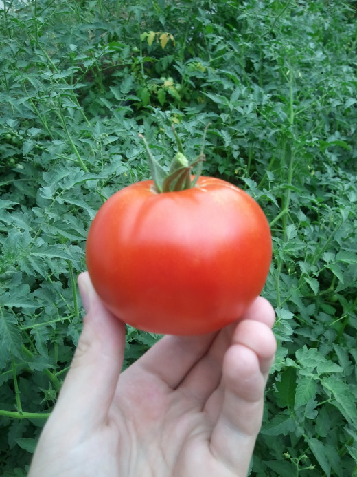 Disease resistant varieties of tomatoes benefit organic growing