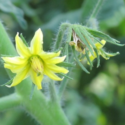 Why tomatoes stop growing in hot weather