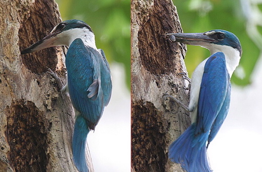 Nest of Kingfisher Bird