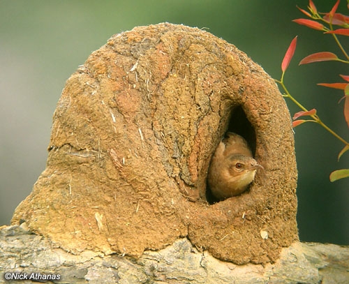 Ovenbird Nest