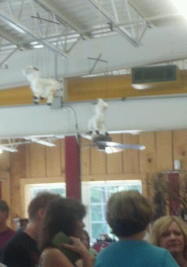 In the deli there is usually a line.  Check out the goat puppets hanging from the ceiling.