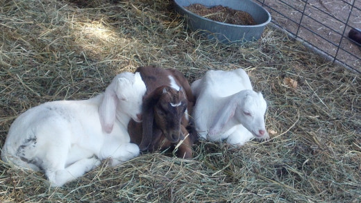 A trio of babies and their mother are kept on the ground and separated from the other goats.