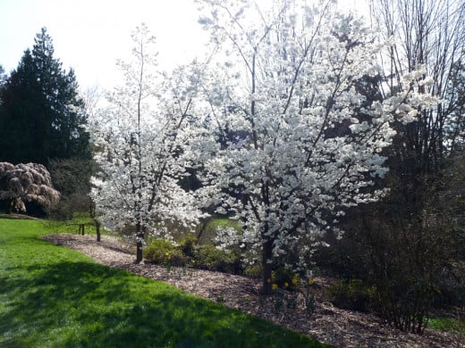 Warm spring day at the University of Washington Arboretum.