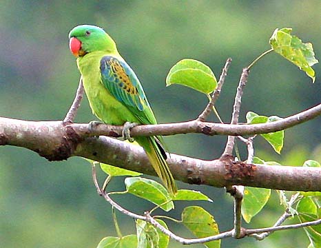 Parrot Lifespan is 140 years