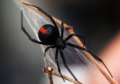 Spiders in My Backyard: Black Widows and Funnel Web Grass Spiders
