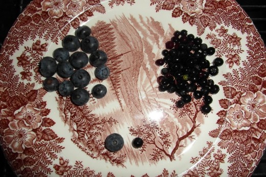 Blueberries and Bilberries (left)                       (right)