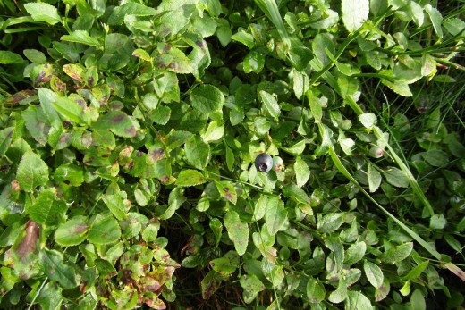 Bilberry on bilberry shrub.