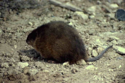 YAM (Yet another muskrat)