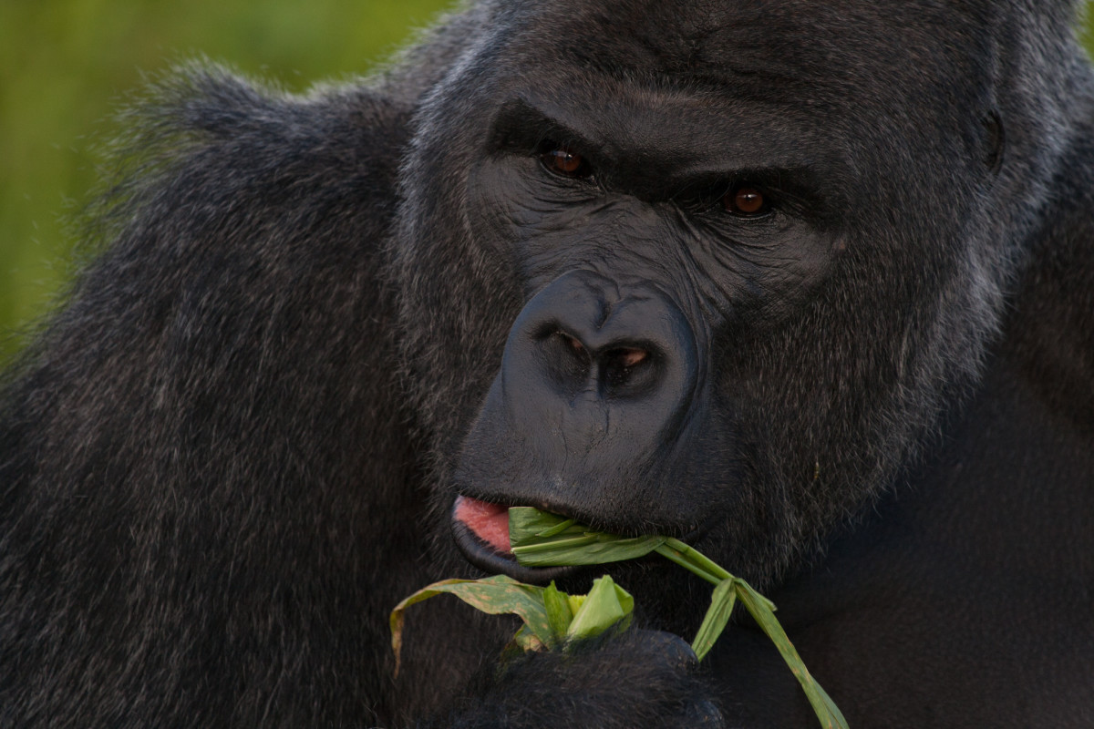 Due to its massive size, it's often referred to as the great ape. 