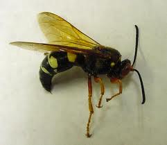 Cicada Killer Wasp. You don't want to live next door.