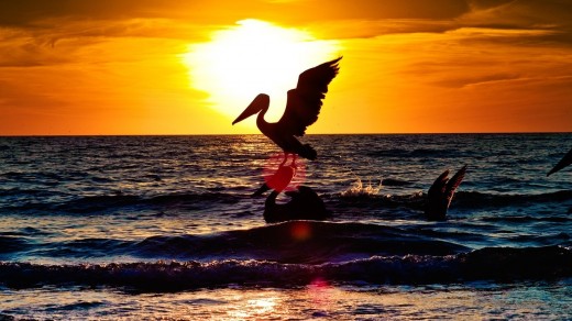 Yes Even Pelicans Love Key Largo Sunsets.
