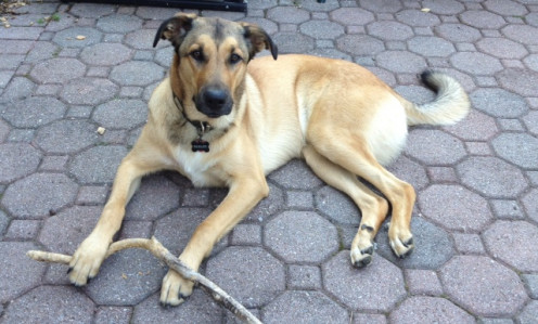 Because you can never have too many puppy pictures, here's my puppy as he looks today at nine months old.